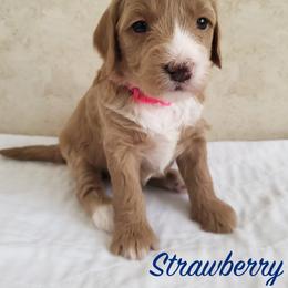 Goldendoodle Puppies from Golden Law Kennels