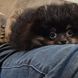 Pomeranian Puppies from Bear Valley Pomeranians
