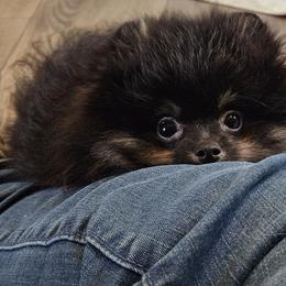 Pomeranian Puppies from Bear Valley Pomeranians