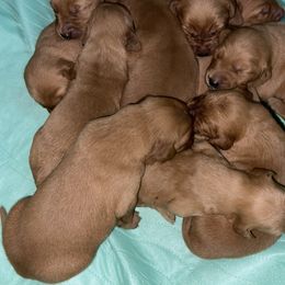 Female 1 - Dark golden female Golden Retriever puppy in Yucaipa, California from Blessed Goldens
