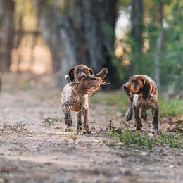 German Shorthaired Pointer Puppies from Dem Feuerhaus Gun Dogs