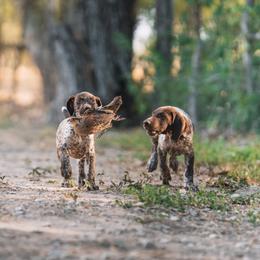 German Shorthaired Pointer Puppies from Dem Feuerhaus Gun Dogs