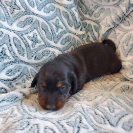 Pibble - Black and tan male Dachshund puppy in Tucson, Arizona from Luna May's daschunds