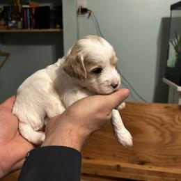 Uncle Billy - Parti male Goldendoodle puppy in China Grove, North Carolina from Lasting Legacy Family Dogs