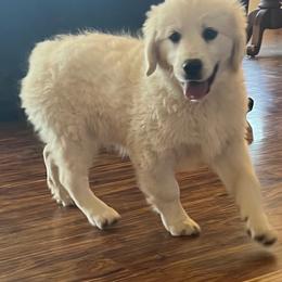 Lily - Light golden female Golden Retriever puppy in Douglas, Wyoming from White River Retrievers
