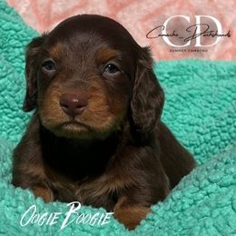 Oogie - Chocolate and tan male Dachshund puppy in Huntington, Texas from Camacho_Dachshunds