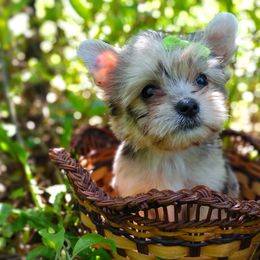 Companion Cross, Havanese, Mal-Shi, Maltese, Maltipoo, Morkie, and Shih Tzu Puppies from Seeking Shalom Acres Maltese, Maltipoos & Havamalts