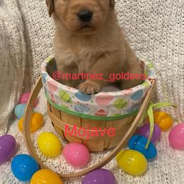 Girl 1 - Golden Retriever puppy in Victorville, California from Martinez Goldens
