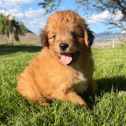 Cheddar - Red tri-color male Aussiedoodle puppy in Tonasket, Washington from V5 Aussies