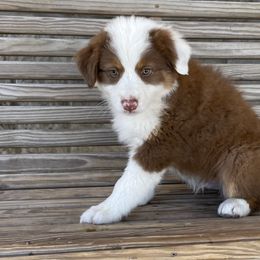 Boy 1 - Australian Shepherd puppy in Blum, Texas from 4P Poteet Farms