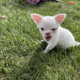 Chihuahua Puppies from Cloud9 Chihuahuas