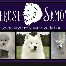 Samoyeds from WyteRose Samoyeds