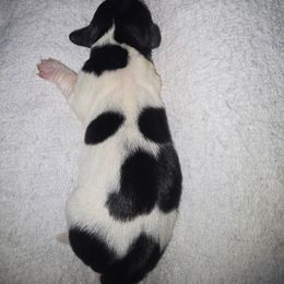 Jingle - Piebald male Dachshund puppy in Oklahoma City, Oklahoma from Hamm Weenies  AKC (Dachshunds)