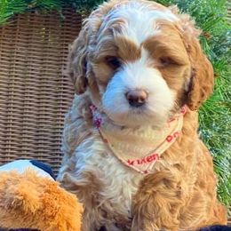 Australian Labradoodles from Kindred Hollow Labradoodles