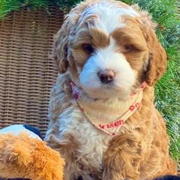 Australian Labradoodles from Kindred Hollow Labradoodles