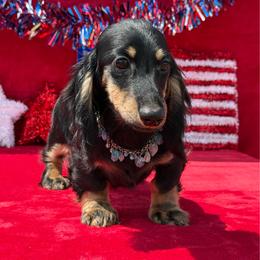 Frankie - Black and tan male Dachshund puppy in Lincoln, Arkansas from Red Dirt Dachshunds