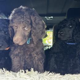 Poodle Puppies from Royal Dixie Poodles