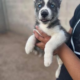 Siberian Husky Puppies from Sandoval Az Husky