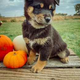 Shiba Inu Puppies from Rustic Country Shibas