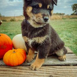 Shiba Inu Puppies from Rustic Country Shibas