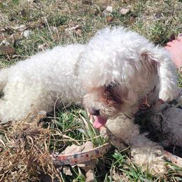 Poodle All Grown Up from Ffynnet Farms Poodles