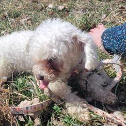 Poodle All Grown Up from Ffynnet Farms Poodles