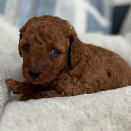 Girl 1 - Red  female Poodle puppy in Kissimmee, Florida from Anna's Puppy Tales
