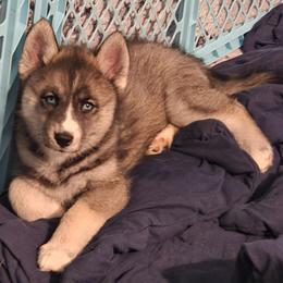 Cali - Agouti and white female Siberian Husky puppy in Meridian, Mississippi from JJ's Huskies