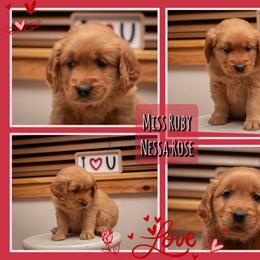 Nessa - Dark golden female Golden Retriever puppy in Driggs, Idaho from SK Golden Retrievers