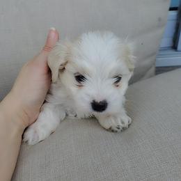 Moses - White male Maltese puppy in Chambersburg, Pennsylvania from Vazquez Maltese