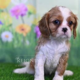 Cavalier King Charles Spaniel Puppies from Reigning Glory Cavaliers