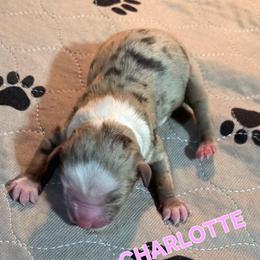 Charlotte - Red merle female Toy Australian Shepherd puppy in Viking, Minnesota from Son Shine Farm