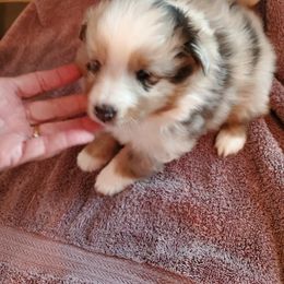 Shetland Sheepdog Puppies from Hawks Acres Shetland Sheepdogs