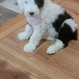 Sheepadoodle Puppies from Betsy's Black Jack Doodles