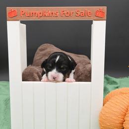 Arwen(1950.00)(please check spam for emails from us) - Black and tan female Pembroke Welsh Corgi puppy in Dickeyville, Wisconsin from J&R Shepherds & Corgis