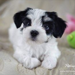 Havanese Puppies from Willow Springs Havanese