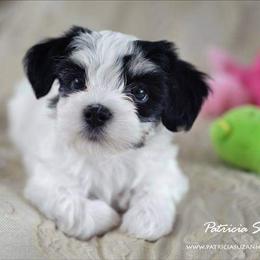 Havanese Puppies from Willow Springs Havanese