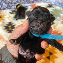 Blue boy 1 - Black male Pug puppy in Onalaska, Washington from Cupid’s Pugs
