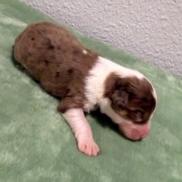 Gomez - Red merle male Aussiedoodle puppy in Moreno Valley, California from Rainbow SoCal Doodles