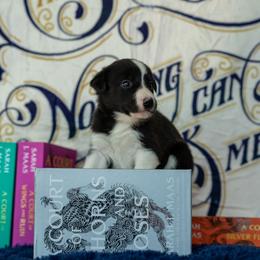 Border Collie, Papillon, Sporty Mix, and Whippet Puppies from Old Hemp Border Collies / Open Horizon Sport Dogs