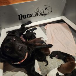 Girl 2 - Labrador Retriever puppy from Peak Performance Labradors