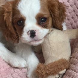 Casey - Blenheim male Cavalier King Charles Spaniel puppy in El Paso, Texas from King Royal Cavaliers