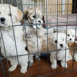 Havanese Puppies from Sandia Havanese