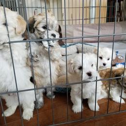 Havanese Puppies from Sandia Havanese
