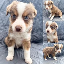 Red tri female 1 - Red tri female Toy Australian Shepherd puppy in Brooker, Florida from Honey, I Shrunk the Aussies