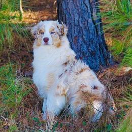 Stitch - Australian Shepherd