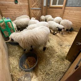 Pyrenean Mastiff All Grown Up from Bella Dulce