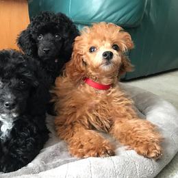 Poodle Puppies from Seattle Sankofa Kennel Club