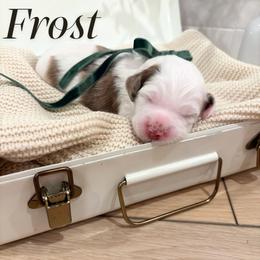 Frost - male Australian Mountain Doodle puppy in Land O' Lakes, Florida from Olive’s Little Farmhouse Doodles
