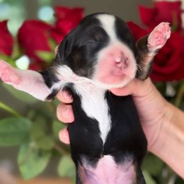 Greece - Tri-color female Bernedoodle puppy in Yuciapa, California from AlltheDoodlez_